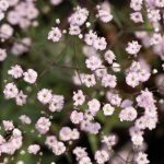 Gypsophila  'Pink Festival' (Fátyolvirág)