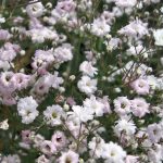 Gypsophila paniculata 'Pink Star' (Buglyos fátyolvirág)