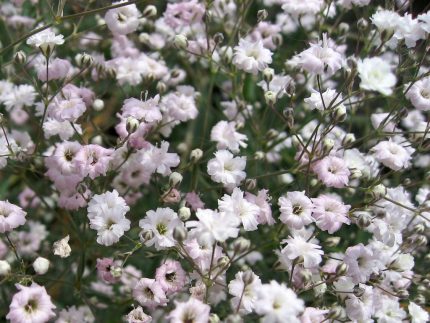 Gypsophila paniculata 'Pink Star' (Buglyos fátyolvirág)
