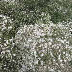 Gypsophila paniculata 'Snowflake' (Buglyos fátyolvirág)
