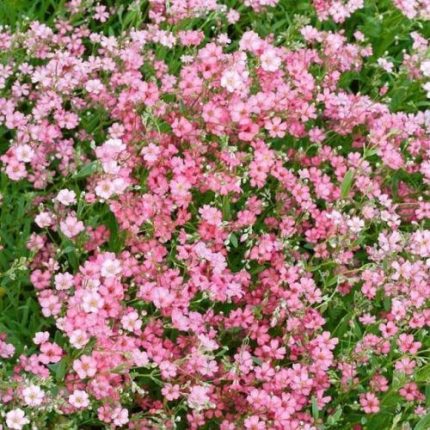 Gypsophila repens 'Filou Rose' (Havasi fátyolvárág)