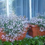 Gypsophila repens 'Filou White' (Havasi fátyolvárág)
