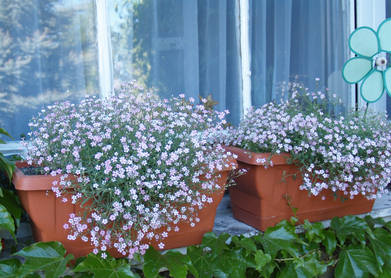 Gypsophila repens 'Filou White' (Havasi fátyolvárág)