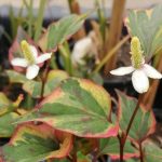 Houttuynia cordata Chamaeleon - kaméleon virág kerti tavi növény