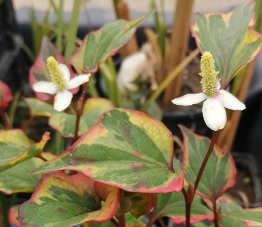 HOUTTUYNIA_CORDATA_CHAMAELEON_KAMELEON_VIRAG_KERTI_TAVI_NOVENY Houttuynia cordata Chamaeleon - kaméleon virág kerti tavi növény