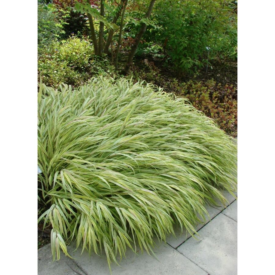 Hakonechloa_macra_Aureola_Szalkafu_kremsarga-zold_csikos_lomb_-_13_centis_cserepben Hakonechloa macra 'Aureola' (Szálkafű) /krémsárga-zöld csíkos lomb/