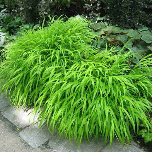 Hakonechloa_macra_Szalkafu_level_zold_-_13_centis_cserepben Hakonechloa macra (Szálkafű