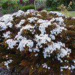 Hebe ochracea 'James Stirling' (Veronikacserje)