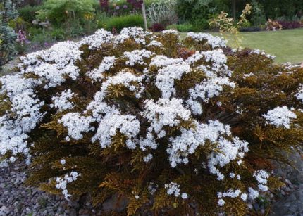Hebe ochracea 'James Stirling' (Veronikacserje)