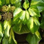 Hedera colchica (Kaukázusi borostyán)