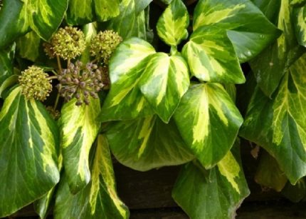Hedera colchica (Kaukázusi borostyán)