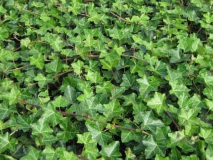 Hedera helix - Közönséges borostyán