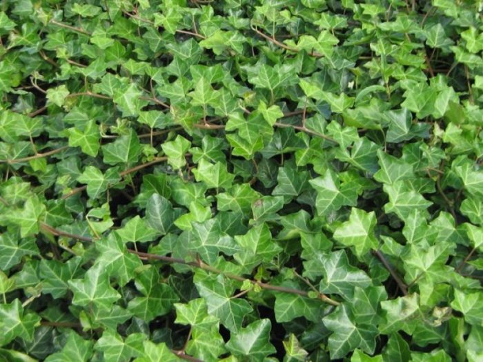 Hedera_helix_-_Kozonseges_borostyan Hedera helix - Közönséges borostyán