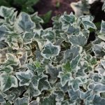 Hedera helix 'Glacier' (Közönséges borostyán) /fehér tarka lomb/