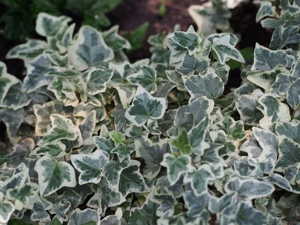 Hedera helix 'Glacier' (Közönséges borostyán) /fehér tarka lomb/