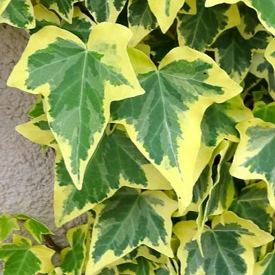 Hedera helix 'Goldchild' -