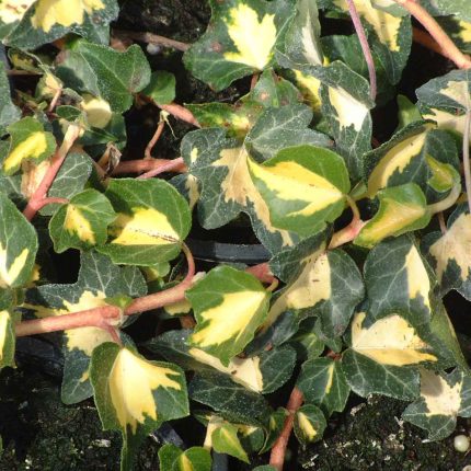 Hedera helix 'Goldheart' -