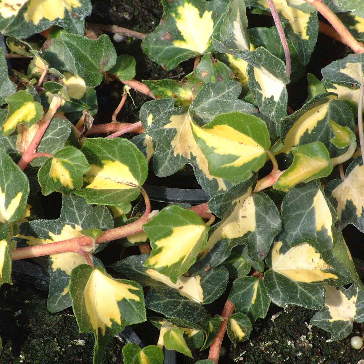 Hedera_helix_Goldheart_-_ Hedera helix 'Goldheart' -