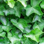 Hedera helix 'Thorndale' (pálcás) - Angol borostyán