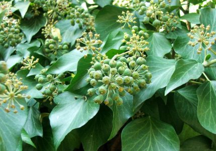 Hedera helix (pálcás) - Közönséges borostyán