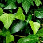 Hedera hibernica (pálcás) - Ír borostyán