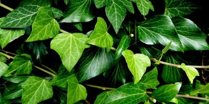 Hedera hibernica (pálcás) - Ír borostyán
