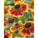 Helenium  'Biedermeier' (Napfényvirág)