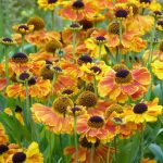 Helenium  'Mardi Gras' (Napfényvirág)