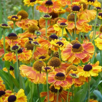 Helenium  'Mardi Gras' (Napfényvirág)