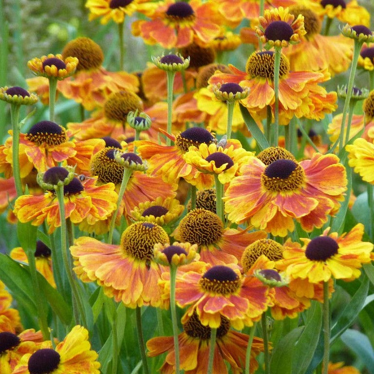 Helenium_Mardi_Gras_Napfenyvirag_-_15_centis_cserepben Helenium 'Mardi Gras' (Napfényvirág)