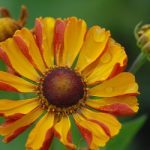 Helenium  'Rauchtopas'  (Napfényvirág)