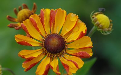 Helenium  'Rauchtopas'  (Napfényvirág)