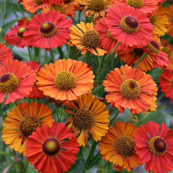 Helenium autumnale 'Helena Red Shades' (Őszi napfényvirág)