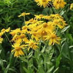 Helenium hoopesii (Kopasz napfényvirág)