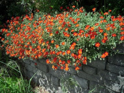 Helianthemum  'Birc Double' (Napvirág)