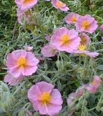 Helianthemum  'Lawrenson's Pink' (Napvirág)