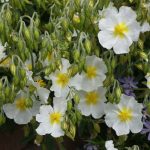 Helianthemum  'Lucy Elisabeth' (Napvirág)