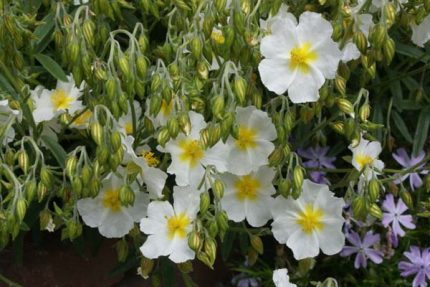 Helianthemum  'Lucy Elisabeth' (Napvirág)