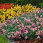 Helianthemum  'Salmon Queen' (Napvirág)