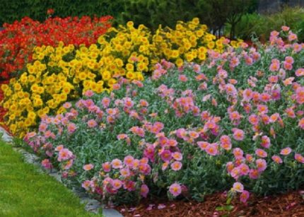 Helianthemum  'Salmon Queen' (Napvirág)