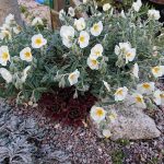 Helianthemum  'Snow Queen' (Napvirág)
