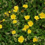 Helianthemum  'Sterntaler' (Napvirág)