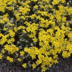 Helianthemum scardicum (Napvirág)