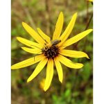 Helianthus atrorubens 'Giganteus' (Napraforgó)