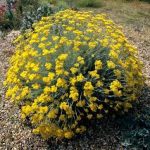Helichrysum Italicum