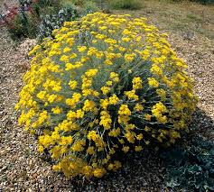 Helichrysum Italicum