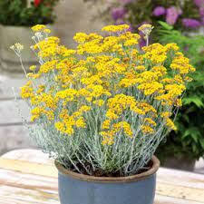 Helichrysum Italicum Dwarf curry