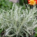 Helichrysum Italicum Sylvery White