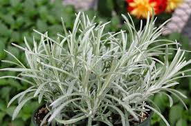 Helichrysum Italicum Sylvery White