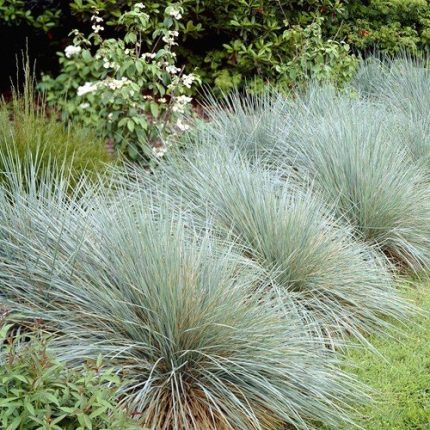 Helictotrichon sempervirens 'Pendula' (Örökzöld zabfű)